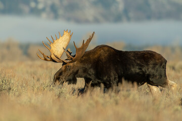 Poster - Bull Moose