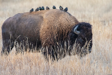 Poster - Bison Bull with Starlings perched on his back