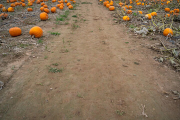 walkway in the field with orange pumpkins on the sides