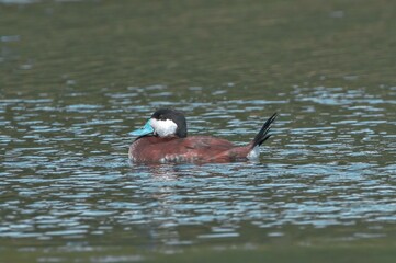 Wall Mural - Wild Male drake ruddy duck - Oxyura jamaicensis