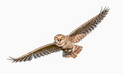 Wall Mural - Adult wild Burrowing owl - Athene cunicularia - flying