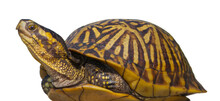 Florida Box Turtle (Terrapene Carolina Bauri)