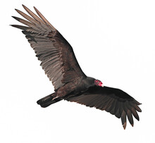 Adult Turkey Vulture - Cathartes Aura - Soaring Above In Sky, Isolated Cutout On White Background 
