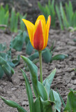 Fototapeta Kwiaty - Spring flowering tulips kaufmanniana