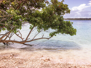 Wall Mural - Tropical vegetation in the atolls in the Maldives