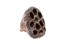 Dried Lotus Flower Pod With Empty Holes Isolated On White