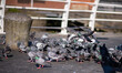 pigeons in urban agglomeration