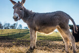 Fototapeta  - Junge Esel auf der Weide im Frühjahr