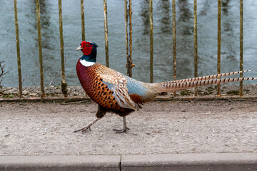 Wall Mural - close up of a magnificent strutting male cock pheasant (Phasianus colchicus) on a pathway in front of railings and a river backdrop