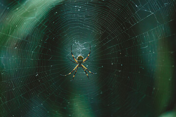 spider on web