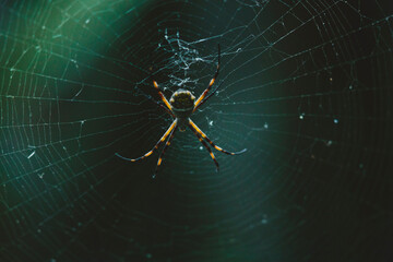 spider on web