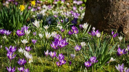 Canvas Print - Wild Crocus 