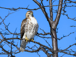 Wall Mural - Red-Tailed Hawk Sitting on Tree Branch in Winter on Blue Sky