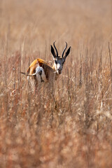 Wall Mural - Springbok, Pilanesberg National Park