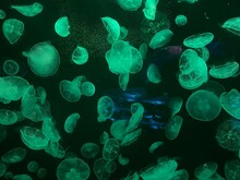Jellyfish Swarm In Green Moonlight