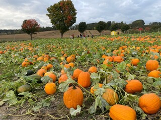 pumpkin patch in autumn