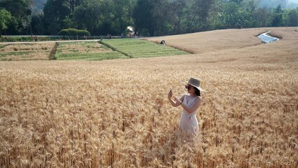 Wall Mural - Young Asian woman taking picture of herself at wheat field.