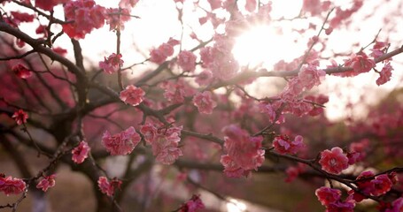 Fotomurales - Blooming cherry blossom tree in garden, late spring at sunset