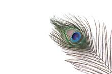 Peacock Feather With White Background.