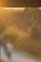 spider web in the morning