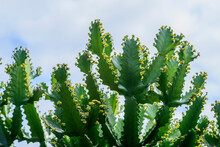 Euphorbia Cactus With Flowers Close Up.