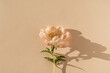 Leinwandbild Motiv Peachy peony flower on neutral pastel beige background. Minimal stylish still life floral composition