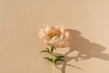 Peachy Peony Flower On Neutral Pastel Beige Background. Minimal Stylish Still Life Floral Composition