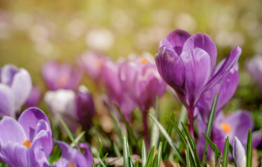 Beautiful crocuses on green grass on the sunny spring day. High quality photo