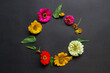 Colorful zinnia flower in flat lay arrangement on black background isolated. Flat lay, top view, empty space for copied text.