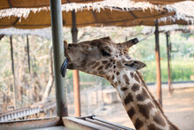 Giraffe Kiss Zoo Metal Pillar