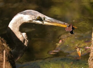 Sticker - Magnificent Great Blue Heron