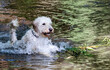 Golden Doodle exploring the countryside and swimming in stream