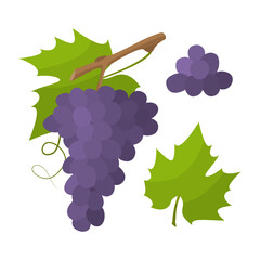 Wall Mural - Fresh grape with leaf in cartoon style. Vector whole and parts sweet grape isolated on a white background.