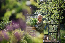 Happy Senior Gardener Woman Holding Watering Can In Greenhouse At Garden.