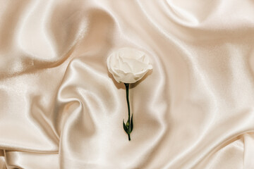 Wall Mural - White rose on a silk beige background, space for text.