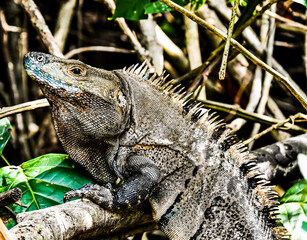 iguana on rock, photo as a background