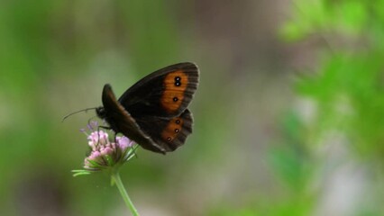 Wall Mural - 4k shot of a brown butterfly flying over a flower.