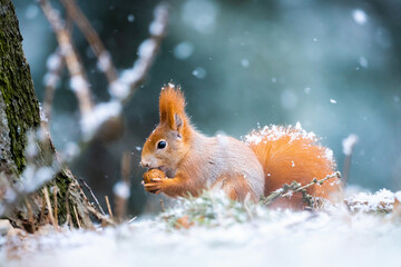 european squirrel in winter on feeder