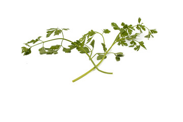 Two bunches of parsley. Isolated on white background.