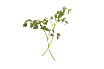 Two bunches of parsley. Isolated on white background.