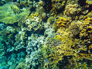 red sea corals closeup sharm el sheikh