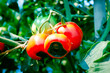 canvas print picture - Blossom end rot in tomatoes, plant disease, abnormalities in tomatoes