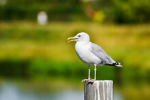 European Herring Gull (Larus Argentatus) - Large Water Bird Sitting On A Pole On The River Bank, Sunny Day.