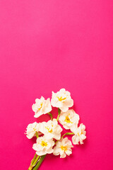 Poster - white narcissus on pink paper background