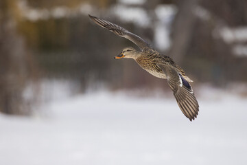 Canvas Print - Mallard ducks flying in winter