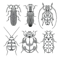 Hand drawn outline vector beetles, bugs, detailed tattoo ink style, realistic engraved illustration