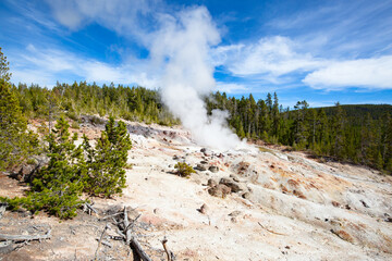 Wall Mural - Norris geyser basin