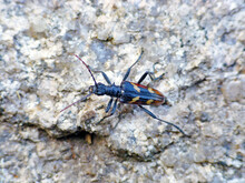 Two-banded Longhorn Beetle (Rhagium Bifasciatum).