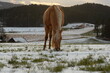 Schönes Pferd frei im Schnee