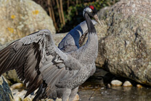 Common Crane Opens Its Wings In A Rocky Landscape